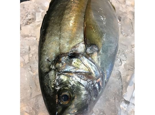 シマアジ