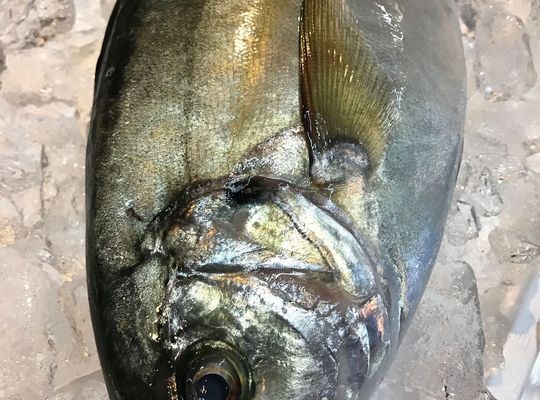 シマアジ